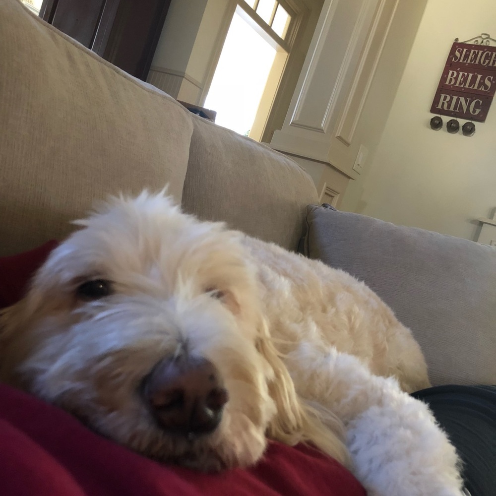 Meet your Posher, Riley